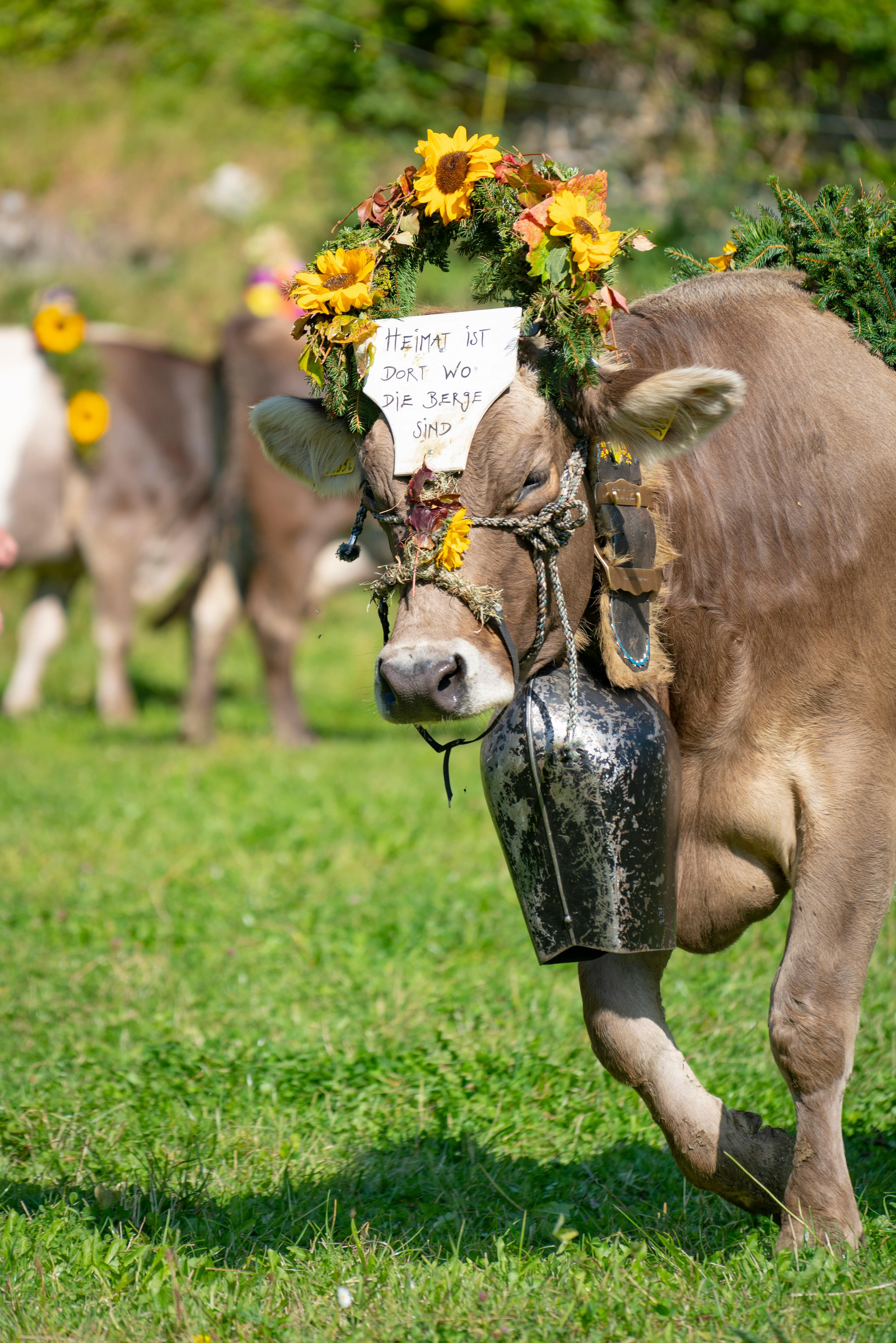 Viehscheid im Oberallgäu – Almabtrieb im Allgäu